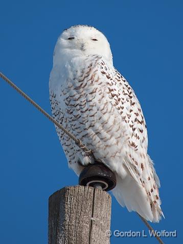 Snowy Owl_12589.jpg - Snowy Owl (Bubo scandiacus) photographed east of Ottawa, Ontario - the capital of Canada.